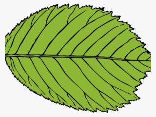 Leaf Clipart Beech Tree - Leaf Clip Art #8528335