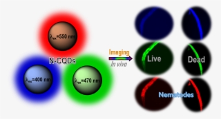 Jebakumar Immanuel Edison, Thomas Nesakumar - Circle #8528398