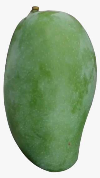 Green Mango Png - Hình Ảnh Quả Xoài Xanh #8529038