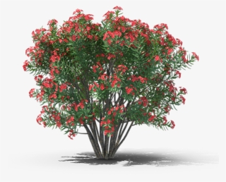 Product Item - Bougainvillea #8532505
