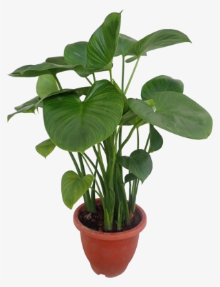 Flowerpot #8532734