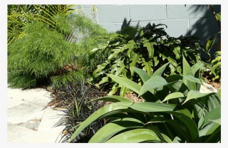 Created With Tiered Plantings Of Tall Bamboo, Planting - Yard #8533010