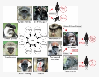 Old World Monkeys Are Naturally Infected With More - Origins Of Human Aids Viruses #8533048