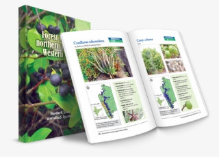 Forest Foods Of Northern Region Of Western Ghats - Sabal Minor #8533052