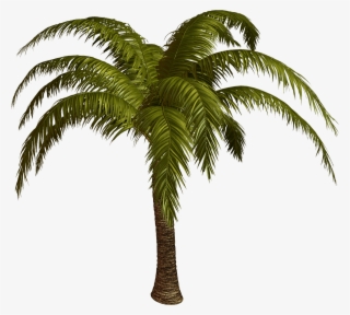 Palm Tree Top View - Palmeras En Formato Png #8533630
