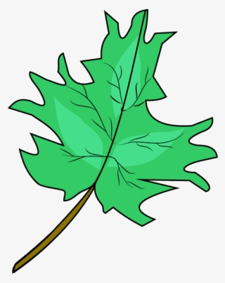 Drawn Maple Leaf Real Leaf - Drawing #8534771
