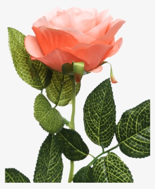 Single Rose Stem Orange - Garden Roses #8535038