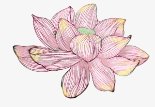 Hand Painted Writing Poetry Watercolor Lotus Png And - Sacred Lotus #8535219