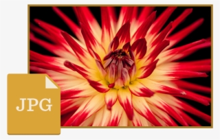 Jpg File - Flowers Hd Close Up #8535230