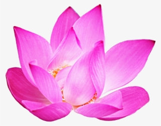 Lotus Clipart Pink Lotus - Sacred Lotus #8535498