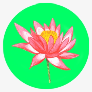 Download Png - Sacred Lotus #8535682