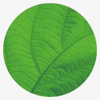 A Formidable Challenge - Northern Catalpa #8535901