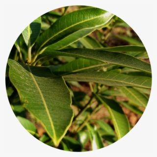 Rich In Vitamins - Wall Clock #8536406