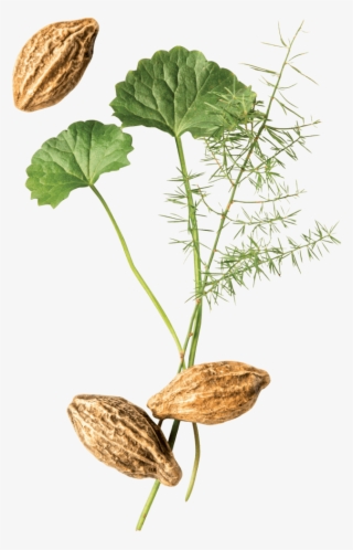 Herbal Point - Flower #8536731