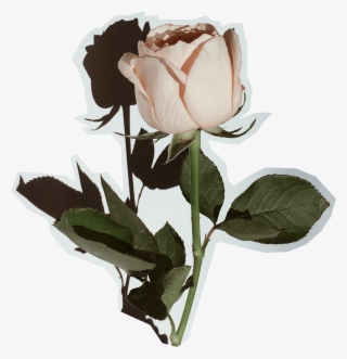 This Calls For A Selfie - Garden Roses #8537326