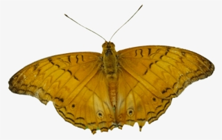 Common Cruiser - Moth #8540237