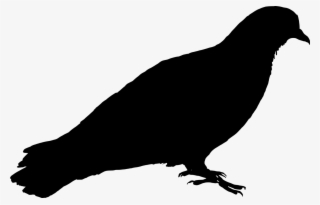 Feral Vector Graphics,free Pictures, - Silhouette Pigeon #8541456 Feral Vector Graphics,free Pictures, - Silhouette Pigeon #8541456