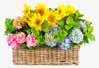 Sunflower In Basket - Flower On Basket Png #8543697