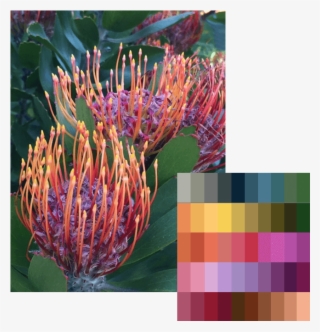 Last Month, We Introduced Our Latest Grand Bundle, - Grevillea 'honey Gem' #8544177