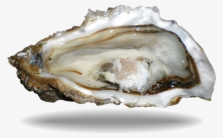 Oyster Fine De Claire - Shell #8546167