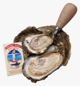 Fishermans Daughter Brand Oysters - Tiostrea Chilensis #8546450 Fishermans Daughter Brand Oysters - Tiostrea Chilensis #8546450