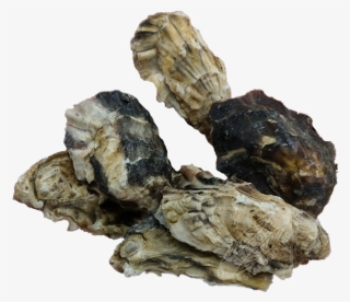 Capital Oysters - Igneous Rock #8546916