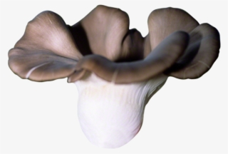 Pleurotus Pulmonarius Hd Png #8547465