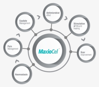 100% Chitosan - Circle #8547651