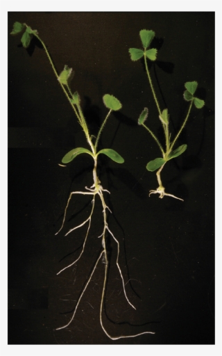 3 Over-expression Of Mirn304 Causes A Significant Reduction - Mock Orange #8548301 3 Over-expression Of Mirn304 Causes A Significant Reduction - Mock Orange #8548301