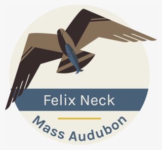 Felix Neck Wildlife Sanctuary Fern & Feather Day Camp - Graphic Design #8550512