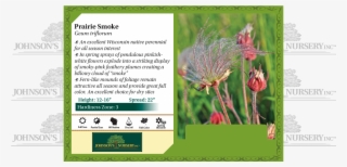 Prairie Smoke, Three-flowered Avens, Old Man's Whiskers - Prairie Smoke #8551328