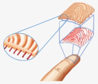 Jpg Freeuse Download Easyclocking Xenio Industrial - Biometric Fingerprint Clip Art #8555642
