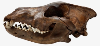 La Brea Tar Pits Wolf Skull Png Transparent Merlinhoot - Skull #8561665