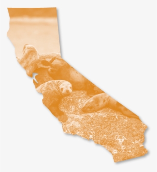 Outline Of The State Of California Framing A Photo - Poster #8563020