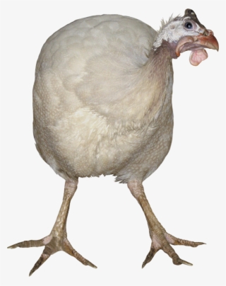 Turkey Bird Png, Download Png Image With Transparent - Turkey #8563952