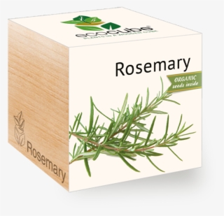 Plant De Romarin #8565131