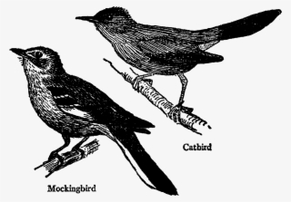 Digital Bird Transfer Clip Art Download Png - Black And White Mockingbird #8566250 Digital Bird Transfer Clip Art Download Png - Black And White Mockingbird #8566250