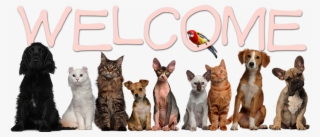 Who We Are - Veterinarian Pets #8567978