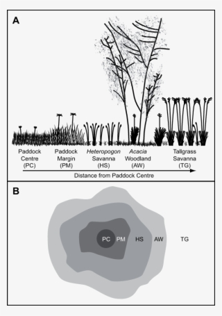 Schematic Cross-section And Top View (b) Of The Vegetation - Diagram #8568046