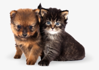 Cute Cats And Dogs - Katzen Und Hunde Welpen #8568047