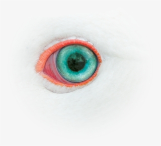 Moon Goose - “ - Sketch #8568800