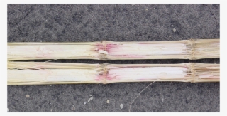 Gabberella Stalk Rot #8569139