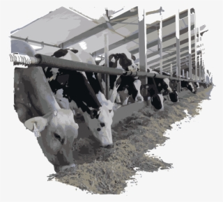 Cows Eating Leafy Corn Silage - Dairy Cow #8569367