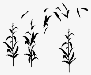 Cornstalkfloat - Silhouette #8569828 Cornstalkfloat - Silhouette #8569828