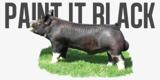 Shotgun X Willis - Domestic Pig #8570374