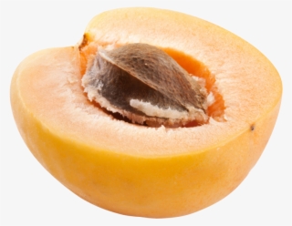 Apricot #8571095