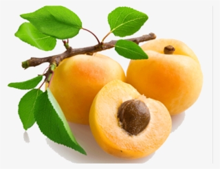 Apricot Fruit Name In Hindi #8571136