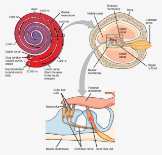 Figure \ - Cochlear Transduction #8571314