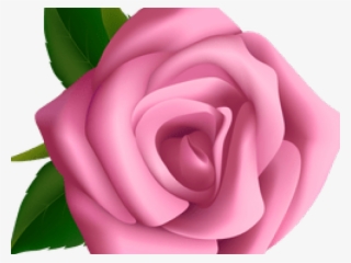 Pink Rose Clipart Vine - Clipart Rosa Flor #8571820