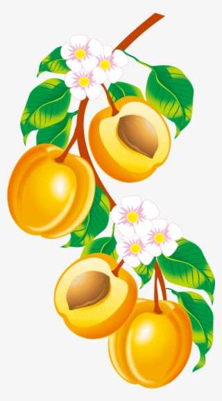 Apricot Clipart Peach Blossom - Apricot Drawing #8571868